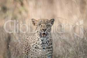 Leopard in the grass in the Kruger National Park