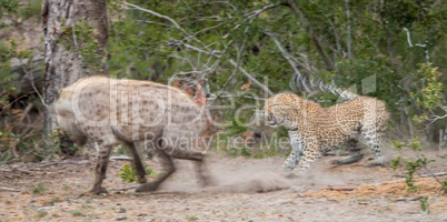 Leopard chasing away a Spotted hyena in the Kruger National Park