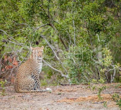 Sitting Leopard in the Kruger National Park