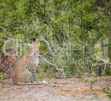 Sitting Leopard in the Kruger National Park