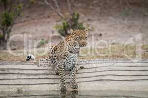 Leopard at a waterhole in the Kruger National Park