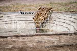 Drinking Leopard in the Kruger National Park