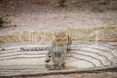 Leopard at a waterhole in the Kruger National Park