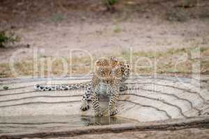 Leopard at a waterhole in the Kruger National Park