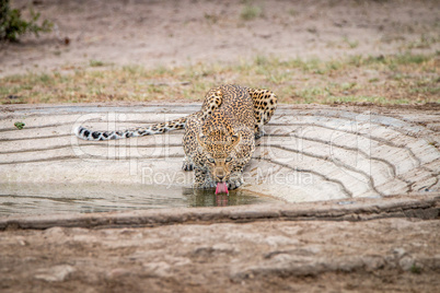 Drinking Leopard in the Kruger National Park