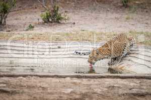 Drinking Leopard in the Kruger National Park