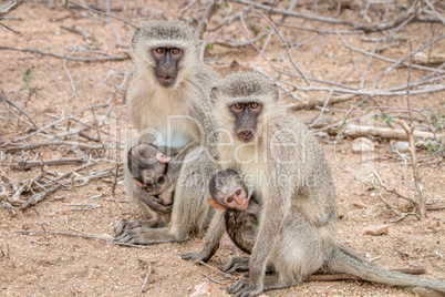 Two Vervet monkeys with two babies in the Kruger National Park