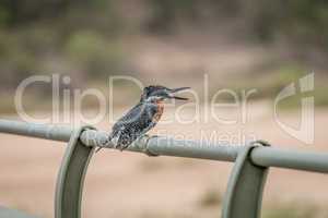 Giant kingfisher on a bridge in the Kruger National Park