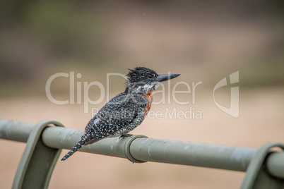 Giant kingfisher on a bridge in the Kruger National Park