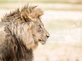 Side profile of a Lion in the Kruger National Park