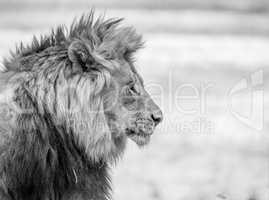 Side profile of a Lion in black and white in the Kruger National Park