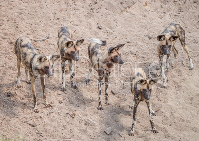 Pack of African wild dogs in the Kruger National Park