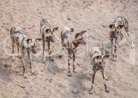 Pack of African wild dogs in the Kruger National Park