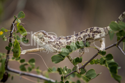 Flap-necked chameleon on a branch in the Selati Game Reserve