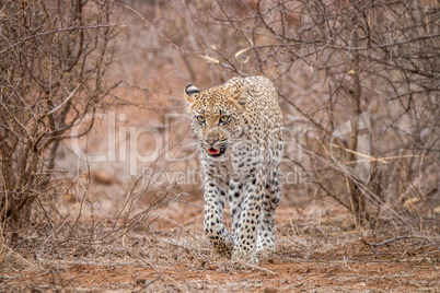 Leopard walking towards the camera in the Kruger National Park