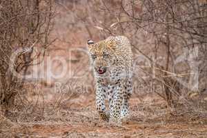 Leopard walking towards the camera in the Kruger National Park