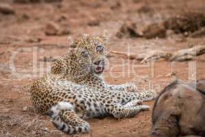 Leopard laying next to a baby Elephant carcass in the Kruger National Park
