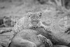 Leopard feeding from an Elephant in black and white in the Kruger National Park.