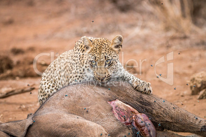 Leopard feeding from a baby Elephant carcass in the Kruger National Park