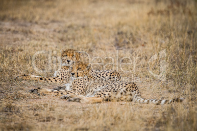 Two Cheetahs laying in the Selati Game Reserve