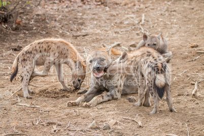 Spotted hyena cubs with mother Hyena in the Kruger National Park