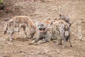 Spotted hyena cubs with mother Hyena in the Kruger National Park