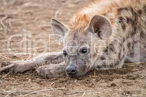 Starring Spotted hyena cub in the Kruger National Park