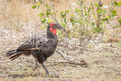 Southern ground hornbill with a Lizard in the Kruger National Park