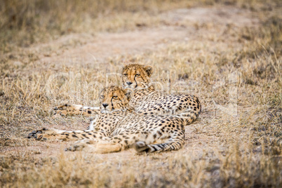 Two Cheetahs laying in the Selati Game Reserve