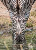 Drinking Zebra in the Kruger National Park