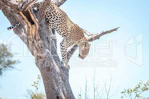 Leopard in a tree in the Kruger National Park
