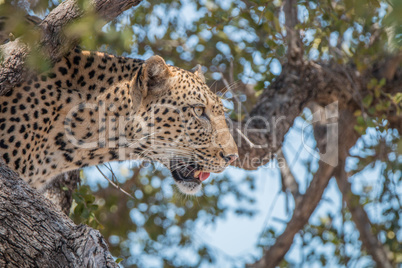 Leopard in a tree in the Kruger National Park