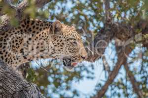 Leopard in a tree in the Kruger National Park