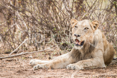 Laying Lion in the Kruger National Park