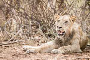 Laying Lion in the Kruger National Park