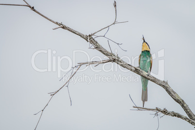 European bee-eater with a Bee in the Kruger National Park