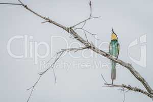 European bee-eater with a Bee in the Kruger National Park