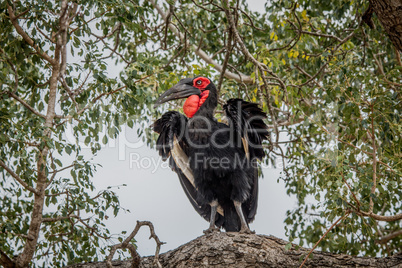 Southern ground hornbill in a tree in the Kruger National Park