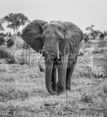 Elephant walking towards the camera in black and white