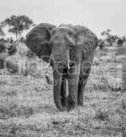 Elephant walking towards the camera in black and white