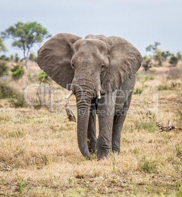 Elephant walking towards the camera in the Kruger National Park