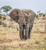 Elephant walking towards the camera in the Kruger National Park