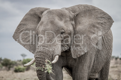Eating Elephant in the Kruger National Park