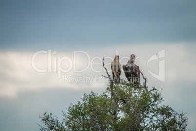Tawny eagle and Lappet-faced vulture in a tree in the Kruger National Park