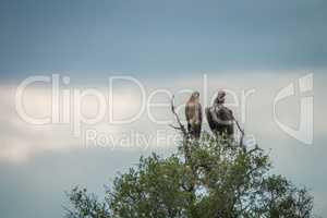 Tawny eagle and Lappet-faced vulture in a tree in the Kruger National Park