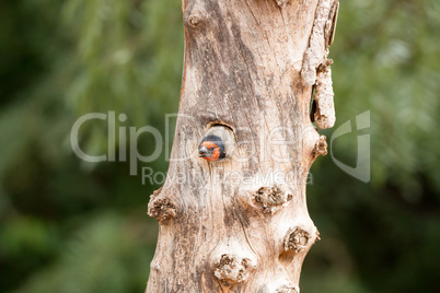Black-collared barbet in a tree in the Kruger National Park