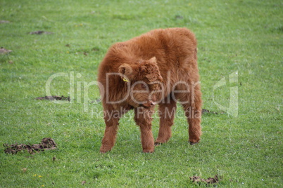 Kalb eines schottischen Hochlandrindes