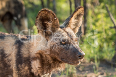 Starring African wild dog in the Kruger National Park