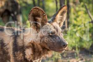 Starring African wild dog in the Kruger National Park