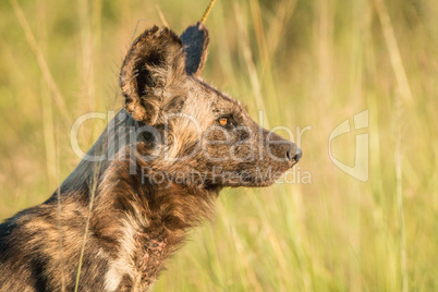 Side profile of an African wild dog in the golden light